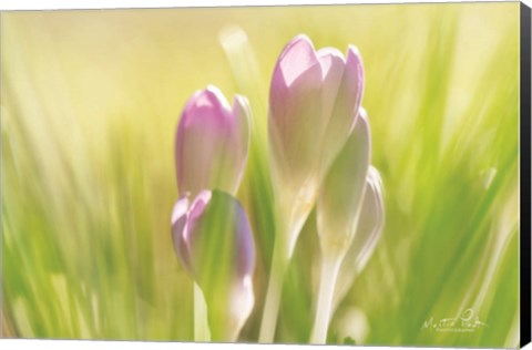 Framed Soft Crocus Print