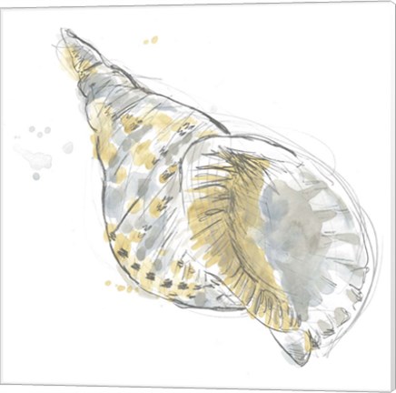 Framed Citron Shell Sketch II Print