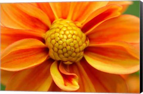 Framed Orange Dahlia Bloom Print