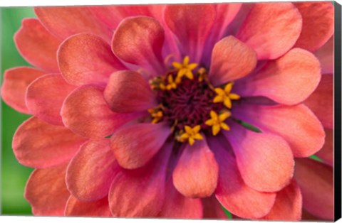 Framed Zinnia Blossom 1 Print