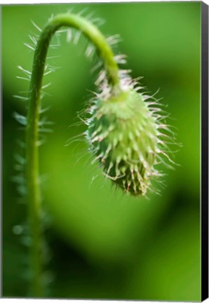 Framed Poppy Flower Bud Print