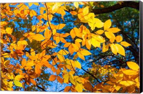 Framed Sunlight Filtering Through Colorful Fall Foliage 1 Print