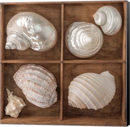Framed Seashells Treasures II Print
