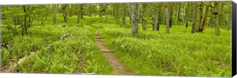 Framed Country Road Panorama VI Print