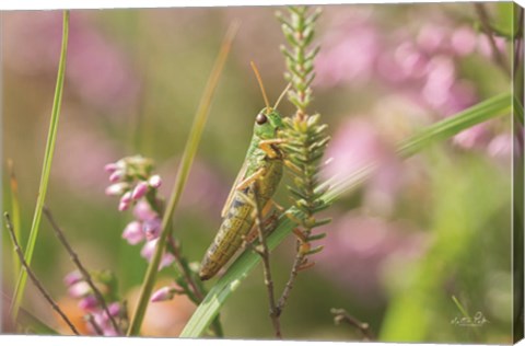 Framed Grasshopper Print