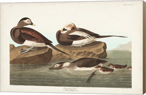 Framed Pl 312 Long-tailed Duck Print