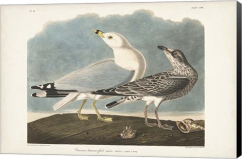 Framed Pl 212 Common American Gull Print