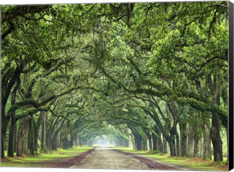 Framed Canopy Road VI Print