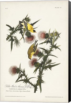 Framed Pl. 33 American Gold Finch Print