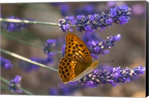 Framed Marbled Butterfly On Valensole Print