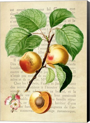 Framed Apricot, After Redoute Print