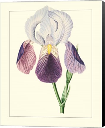 Framed Purple Irises I Print