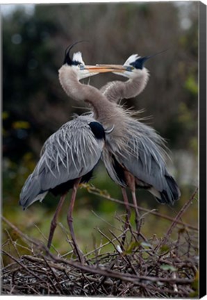 Framed Great Blue Heron Print