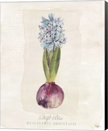 Framed Hyacinthus Orientalis I Print