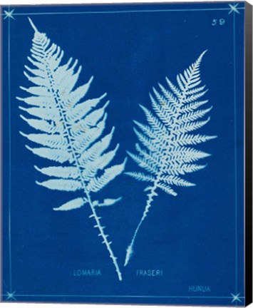 Framed Cyanotype Ferns VI Print