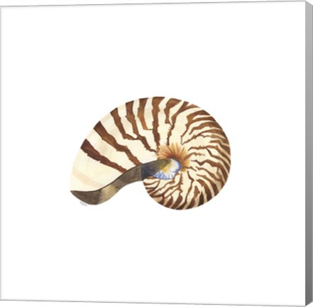 Framed Oceanum Shells White III-Nautilus Print