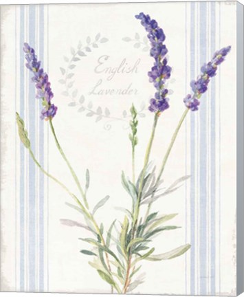 Framed Floursack Lavender IV Print