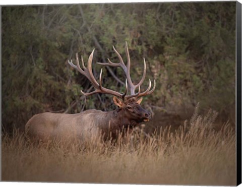 Framed Bull Elk Print