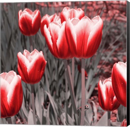 Framed Red Tulips II Print