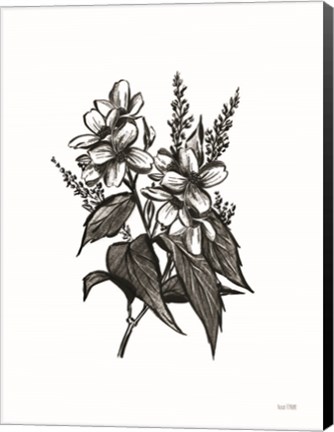 Framed Pen and Ink Wildflower I Print