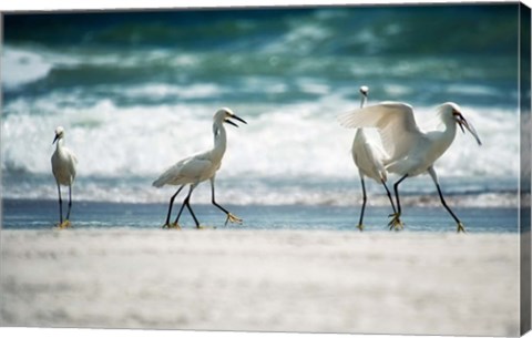 Framed Egret Walk Print