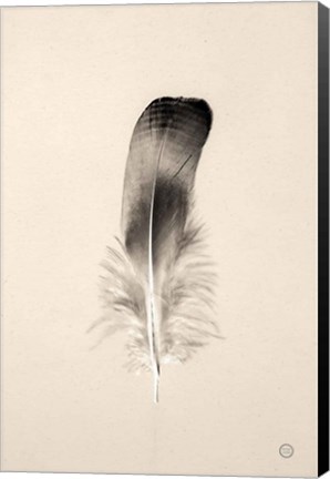 Framed Floating Feathers IV Sepia Print