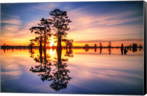 Framed Dawn in Henderson Swamp Print