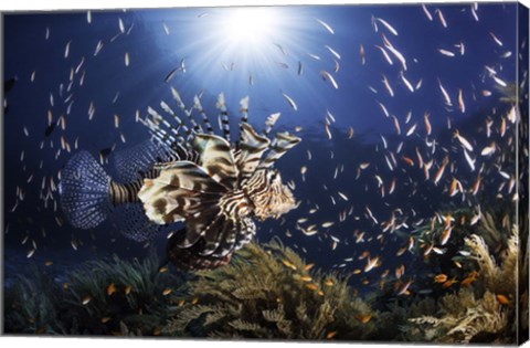 Framed Lionfish Print