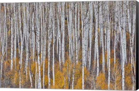 Framed Golden Aspens Print