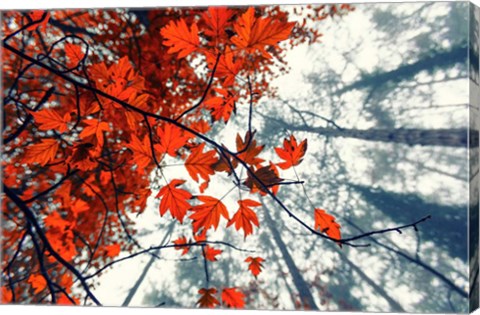 Framed Red Autumn Leaves Print