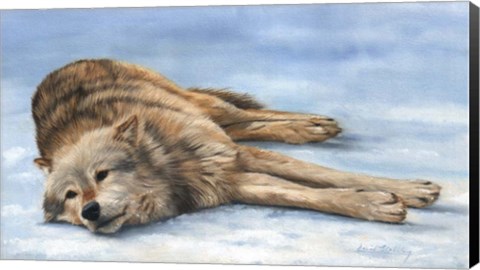 Framed Wolf Laying In Snow Print