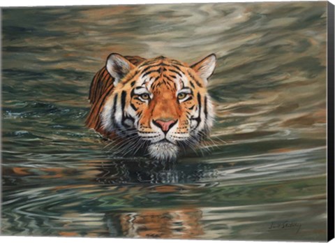 Framed Tiger Water Swimming Print