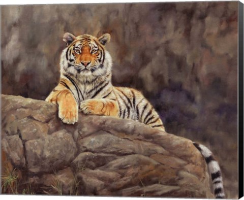 Framed Amur Tiger On The Rocks Print