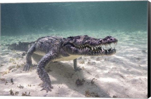 Framed Crocodile Stalking Its Prey Print