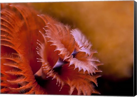 Framed Christmas Tree Tube Worm Print