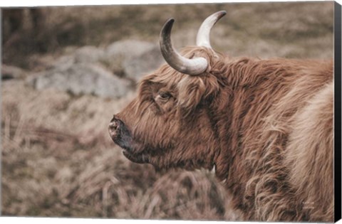 Framed Highland Cow on Watch Faded Print