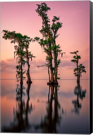 Framed Pink Twilight on Lake Maurepas Print