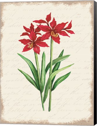 Framed Red Amaryllis Botanical I Print