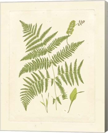 Framed Ferns with Platemark I Print