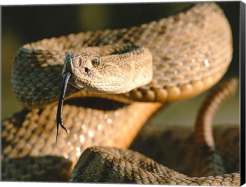 Framed Rattle Snake Print