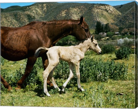 Framed Palomino Mare and a Colt Print