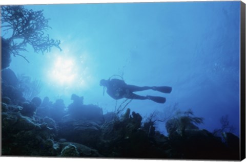 Framed Low angle view of a scuba diver swimming underwater, Belize Print