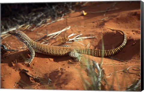 Framed High angle view of a goanna, Australia Print