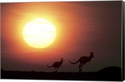 Framed Kangaroos Australia Print