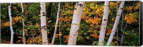 Framed Birch trees in a forest, New Hampshire, USA Print