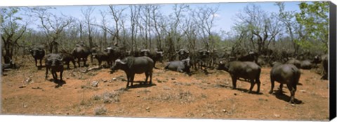 Framed Herd of Cape buffaloes wait out in the minimal shade of thorn trees, Kruger National Park, South Africa Print