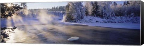 Framed Snow covered laden trees, Dal River, Sweden Print