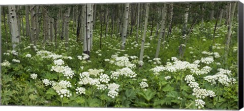 Framed Yarrow and aspen trees along Gothic Road, Mount Crested Butte, Gunnison County, Colorado, USA Print