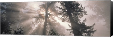 Framed Trees Redwood National Park, California, USA Print