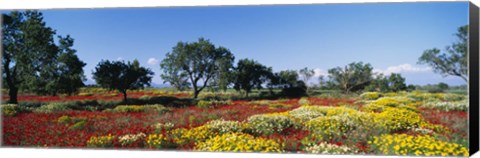 Framed Poppy Meadow with Almond Trees, Majorca, Spain Print